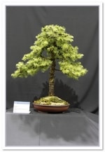 Bonsai Show Tree