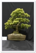 Bonsai Show Tree