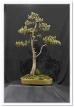 Bonsai Show Tree