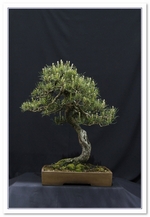 Bonsai Show Tree