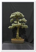 Bonsai Show Tree