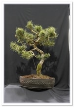 Bonsai Show Tree