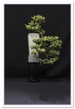 Bonsai Show Tree