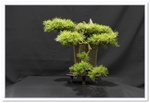 Bonsai Show Tree