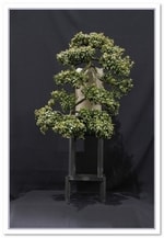 Bonsai Show Tree