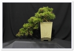 Bonsai Show Tree