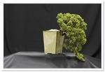 Bonsai Show Tree