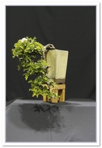 Bonsai Show Tree