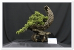 Bonsai Show Tree