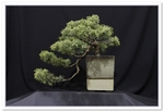 Bonsai Show Tree