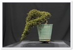 2015 Bonsai Show Trees Gardening Scotland