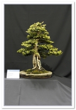 Bonsai Show Tree