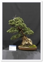 Bonsai Show Tree