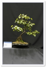 Bonsai Show Tree