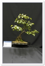 Bonsai Show Tree