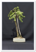 Bonsai Show Tree