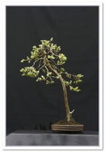 Bonsai Show Tree