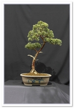 Bonsai Show Tree