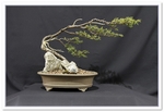 Bonsai Show Tree