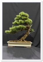 Bonsai Show Tree