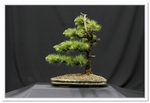 Bonsai Show Tree