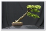 Bonsai Show Tree