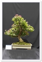 Bonsai Show Tree