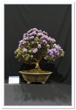 Bonsai Show Tree