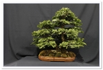 Bonsai Show Tree