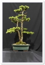 Bonsai Show Tree