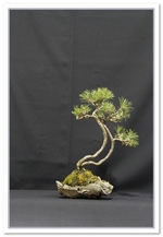 Bonsai Show Tree