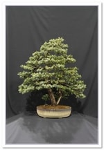 Bonsai Show Tree