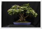 Bonsai Show Tree