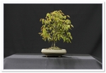 Bonsai Show Tree