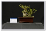 Bonsai Show Tree