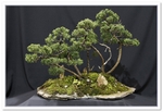 Bonsai Show Tree