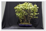 Bonsai Show Tree