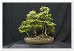 Bonsai Show Tree