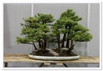 Bonsai Show Tree