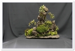 Bonsai Show Tree