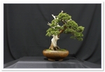 Bonsai Show Tree