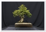 Bonsai Show Tree