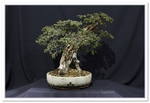 Bonsai Show Tree