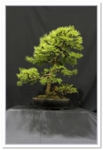 Bonsai Show Tree