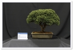 Bonsai Show Tree
