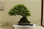 Descriptive bonsai image