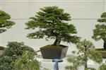 Descriptive bonsai image