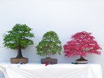 2013 Bonsai Show Trees Gardening Scotland