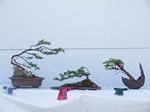 2013 Gardening Scotland SBA Bonsai Show winners