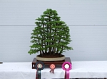 2012 Gardening Scotland SBA Bonsai Show winners